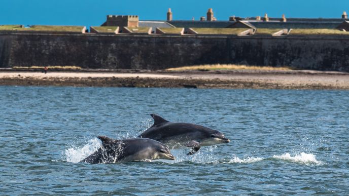Local Marine Wildlife Spotting Guide for Macduff & the Moray Firth
